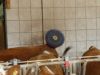 Bauernhof4
