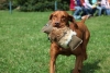 Waldjugendtag_Hund
