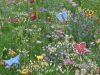 Spende Gartenbauverein
